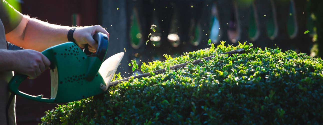 shrub-pruning-gardening-and-cutting-concept-2025-09-10-00-08-36-utc